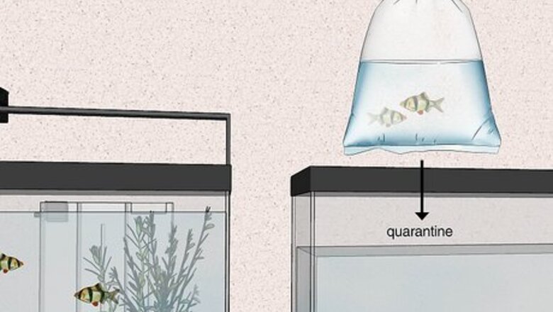 How to Acclimate Your Fish to a New Aquarium
