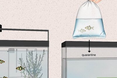 How to Acclimate Your Fish to a New Aquarium
