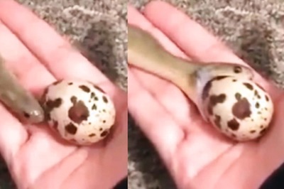 Watch: Snake Swallows An Egg Larger Than Its Head. Internet Baffled