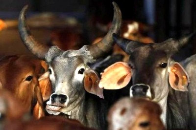Cow Replaces Trophy in Gujarat Cricket Tournament