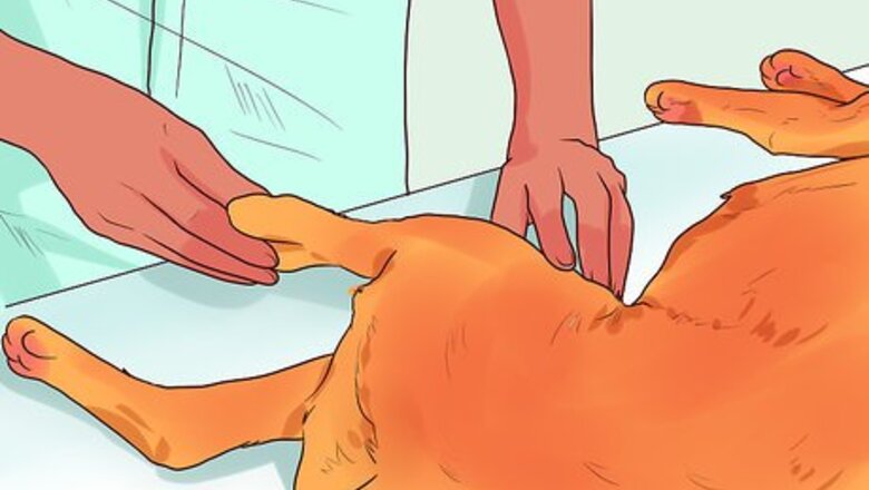 How to Use an Ehmer Sling