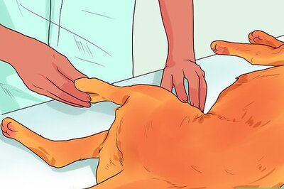 How to Use an Ehmer Sling