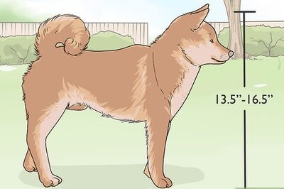 How to Identify a Shiba Inu