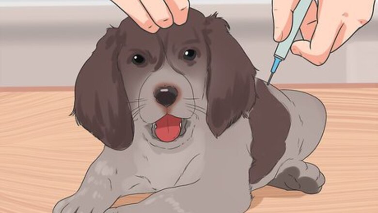How to Prevent Canine Infectious Hepatitis
