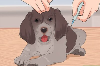 How to Prevent Canine Infectious Hepatitis
