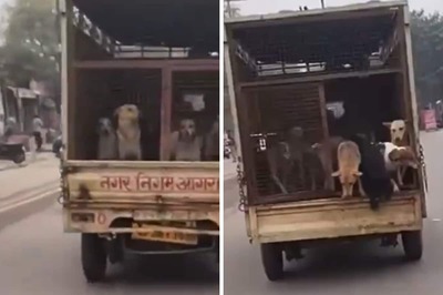 Video Of Man Freeing Stray Dogs From Municipal Vehicle Has Divided Internet