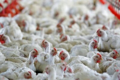 Chicken Deaths Spark Bird Flu Scare in Odisha