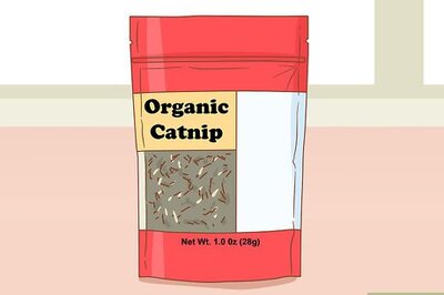 How to Give Your Cat Catnip