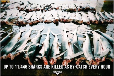 Think Seaspiracy is Thought Provoking? Check Out These 5 Films Next