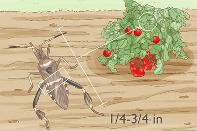 How to Identify and Get Rid of Leaf-Footed Bugs