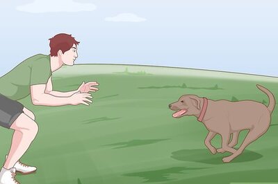How to Safely Introduce Your Dog to Water