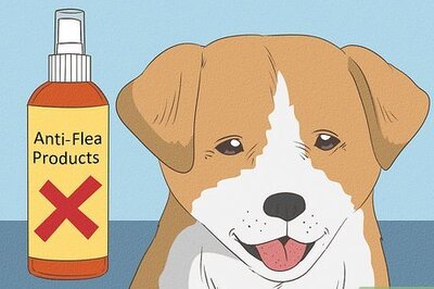 How to Kill Fleas on Young Puppies