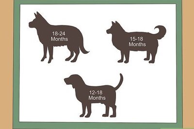 How to Keep Both Dogs Safe While Mating Them