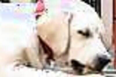 Is Bella the oldest pet dog alive?