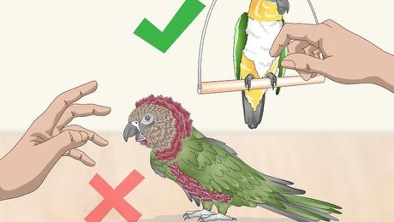 How to Pet a Bird