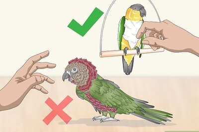 How to Pet a Bird