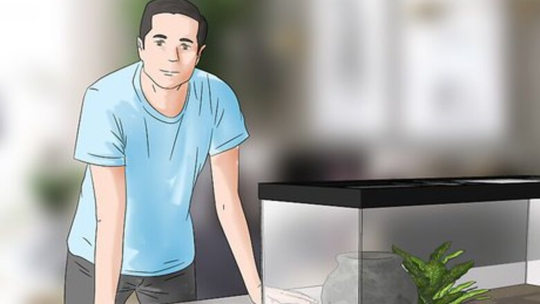 How to Pick a Pet Tarantula