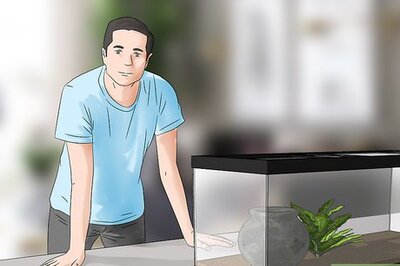 How to Pick a Pet Tarantula