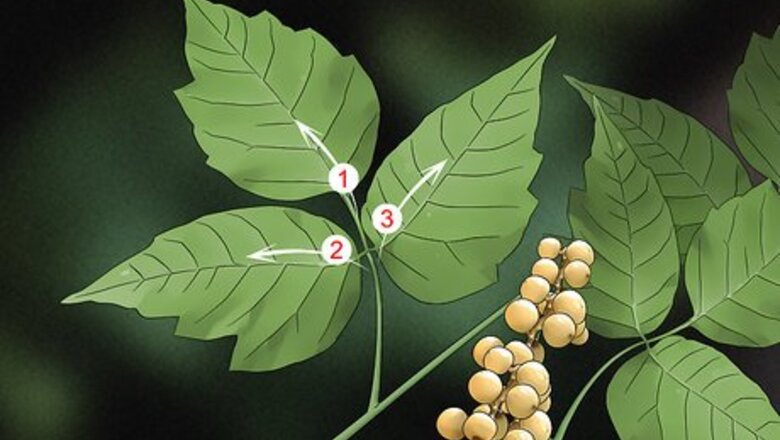 How to Kill Poison Ivy Naturally