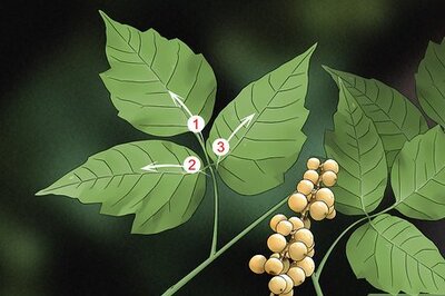 How to Kill Poison Ivy Naturally