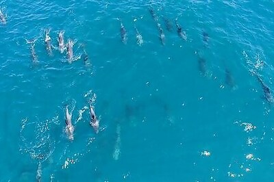 Dying Mother Dolphin Struggles To Save Baby In Mauritius Lagoon After Oil Spill