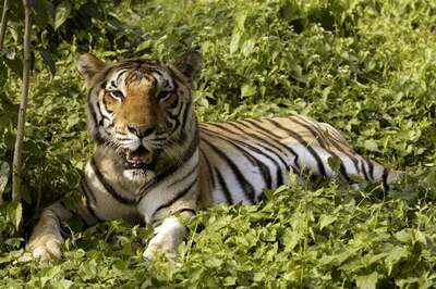 Climate Change May Wipe Out Bengal Tiger from Sunderbans, Finds New Study