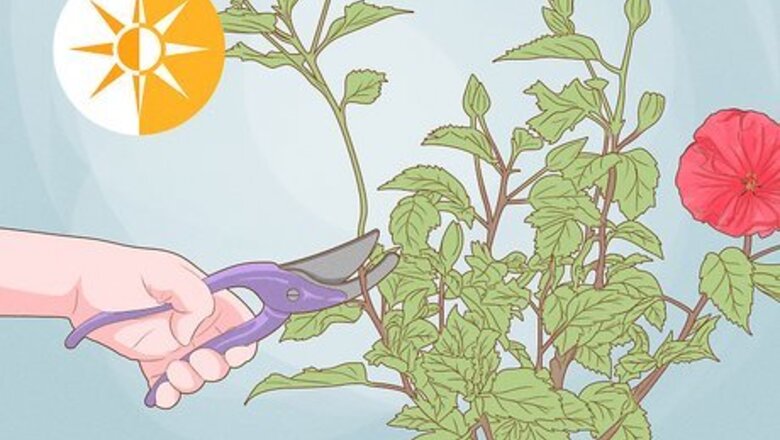 How to Propagate Hibiscus