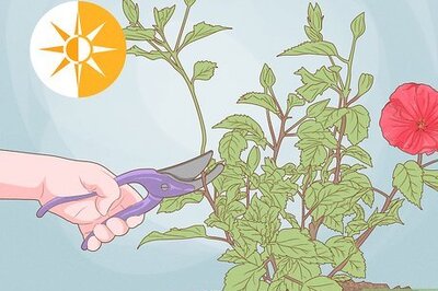 How to Propagate Hibiscus