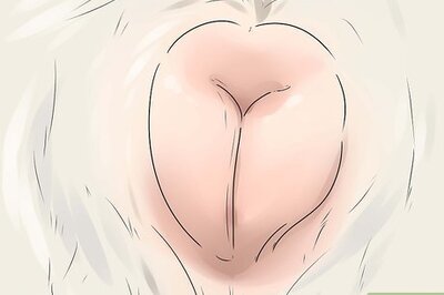 How to Help Your Dog Whelp or Deliver Puppies