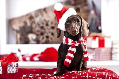 New York City Set To Open First Approved Dog-Cafe