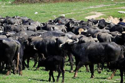 Six People Thrashed For Transporting Buffaloes in Outer Delhi