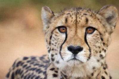 'Momentous Event': Cheetah Translocated to India from Namibia Gives Birth to 4 Cubs