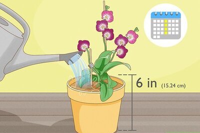 How to Grow and Care For Miniature Orchids at Home
