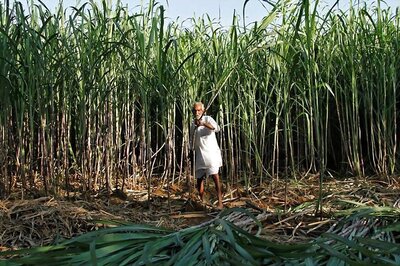 Trade Regulator Imposes Rs 38 Crore Penalty on 18 Sugar Mills, 2 Associations
