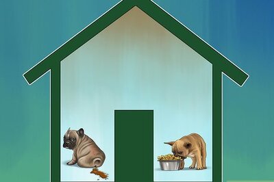 How to Treat Diarrhea and Constipation in Dogs and Cats