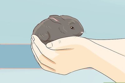 How to Carry a Rabbit