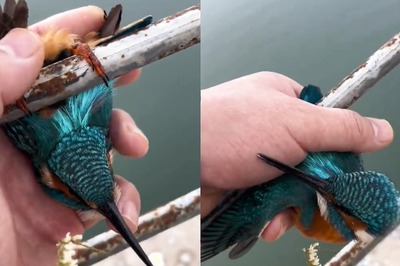 Raveena Tandon Shares Heartwarming Clip of Stranger Helping Kingfisher Stuck On Frozen Pipe