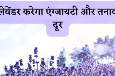 Lavender Is More Than Just An Aromatic Plant, Here Is What We Know