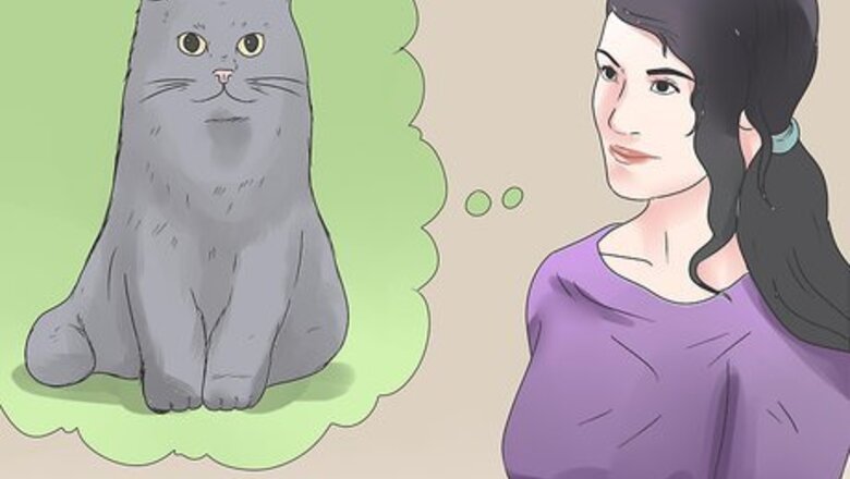 How to Tell if Your Cat Has FIV