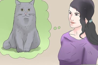 How to Tell if Your Cat Has FIV