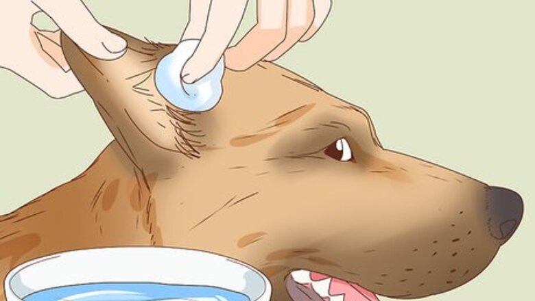 How to Care for a Dog's Torn Ear