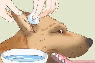 How to Care for a Dog's Torn Ear