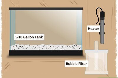 Red Cherry Shrimp: Tank Setup, Care & Breeding
