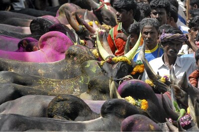 Jallikattu Live: Bill Cruises Through House, Bull-taming Sport now Legal in Tamil Nadu