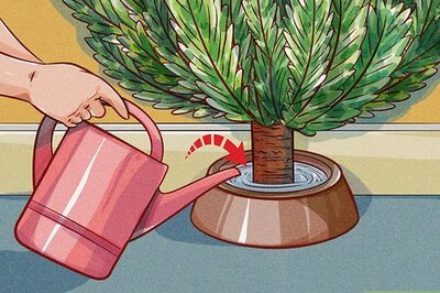 How to Water a Christmas Tree