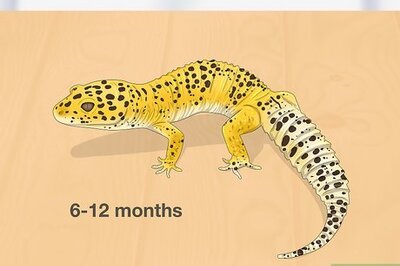 How to Tell the Difference Between Male and Female Leopard Geckos