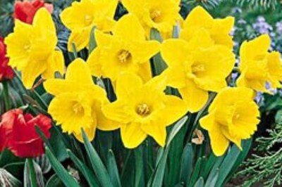 Daffodils tip over? Get them tipsy