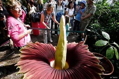 Disgusting flower has US crowds flocking