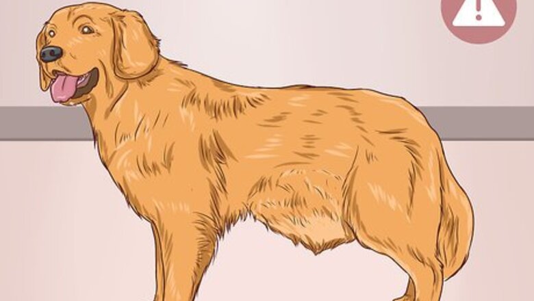 How to Help a Dog Pass an Obstruction