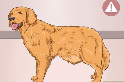 How to Help a Dog Pass an Obstruction